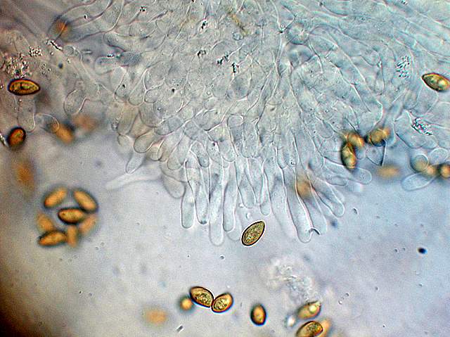 Galerina spec.  Cod. DSCN 5061